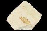 Miocene Pea Crab (Pinnixa) Fossil - California #141612-1